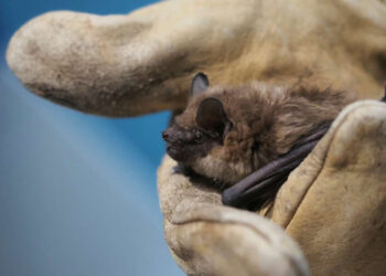 Resuelven misterio del aparato reproductor de los murciélagos