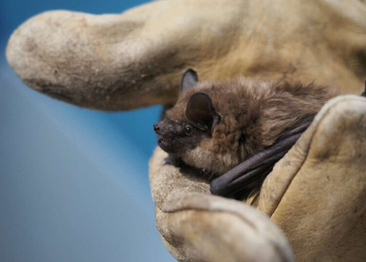 Resuelven misterio del aparato reproductor de los murciélagos