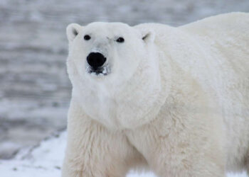 Osos polares adaptaron su hábitat y régimen alimentario