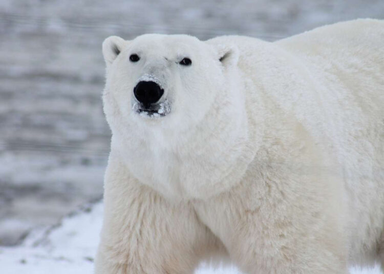 Osos polares adaptaron su hábitat y régimen alimentario