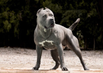 El Gobierno británico prohibirá la raza de perro American Bully XL