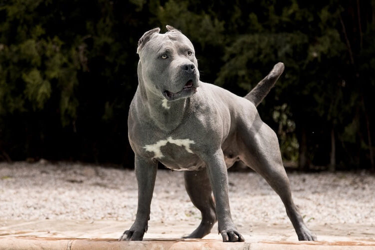El Gobierno británico prohibirá la raza de perro American Bully XL