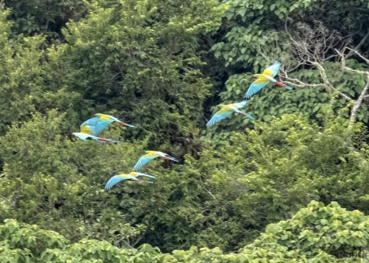 Confirman presencia de guacamayas en Hidalgo