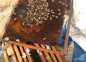 Impulsa Saderh producción  de miel orgánica en Hidalgo