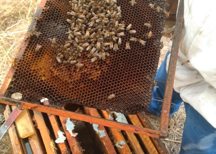 Impulsa Saderh producción  de miel orgánica en Hidalgo