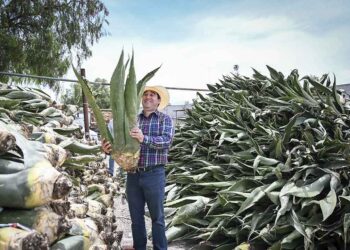 Gobierno de Hidalgo impulsa la producción de maguey pulquero