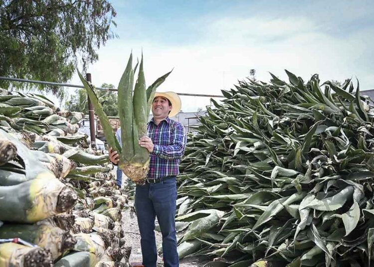 Gobierno de Hidalgo impulsa la producción de maguey pulquero