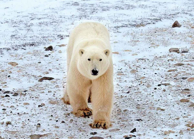 Prende alerta la muerte de oso polar por gripe aviar