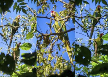Detectan nuevas parvadas de guacamayas verdes