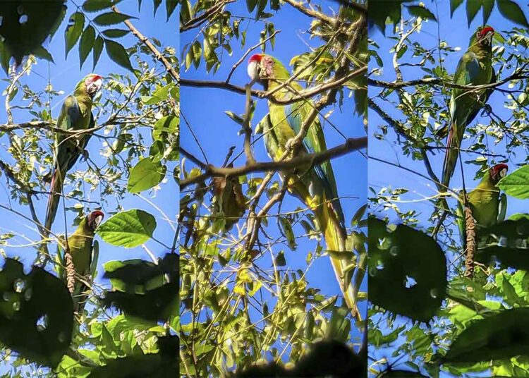 Detectan nuevas parvadas de guacamayas verdes