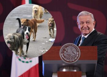 López Obrador anuncia iniciativa de reforma para la protección de animales