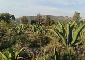 Saderh implementa estrategias para lograr la denominación de origen de la planta de maguey