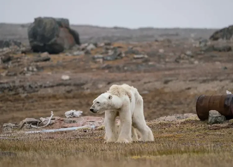 Osos polares podrían morir de inanición por largo verano ártico