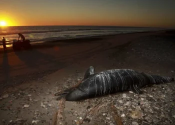 Se eleva a 32 número de delfines muertos en Baja California