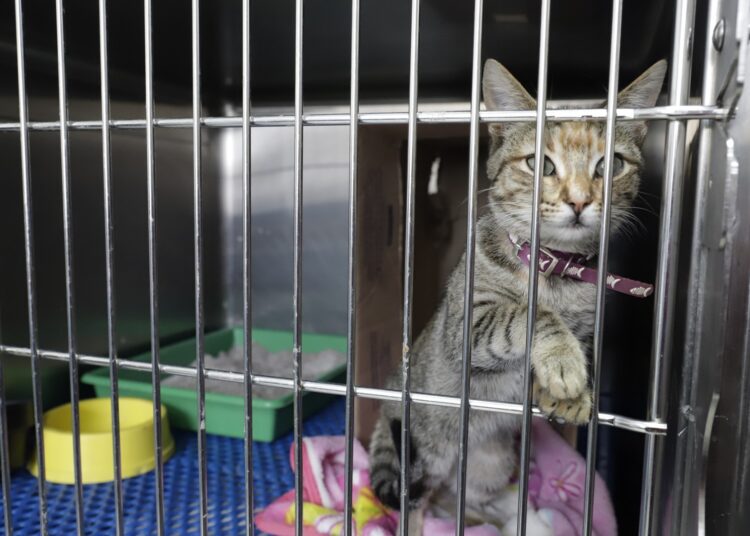 Medicina preventiva, clave para una vida larga y sana de los “michis”