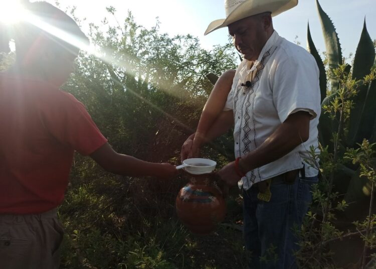 pulque