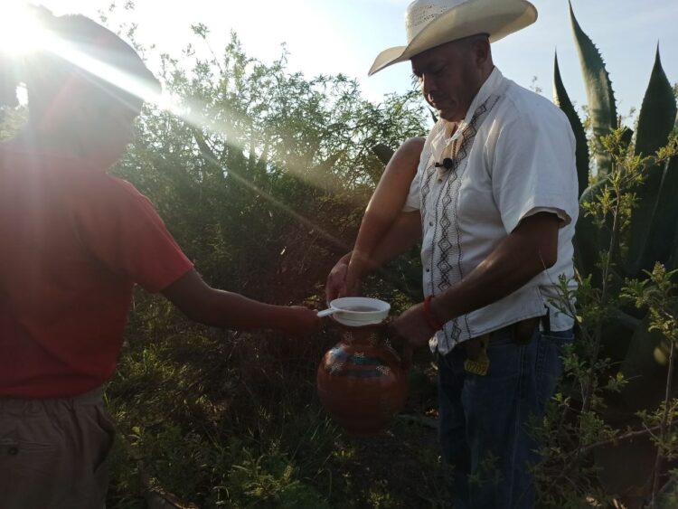 pulque