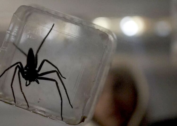 ¿Si te dan miedo las arañas, esta es la película de terror no es para ti?