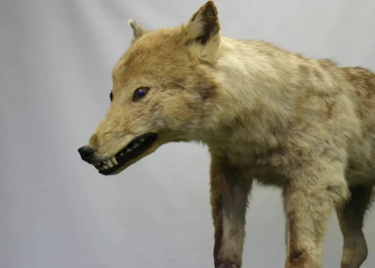 Niña descubre posible ejemplar del extinto lobo japonés