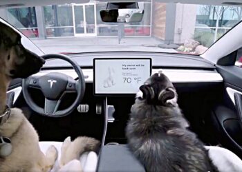 Elon Musk invita a mexicanos a probar Tesla con sus mascotas