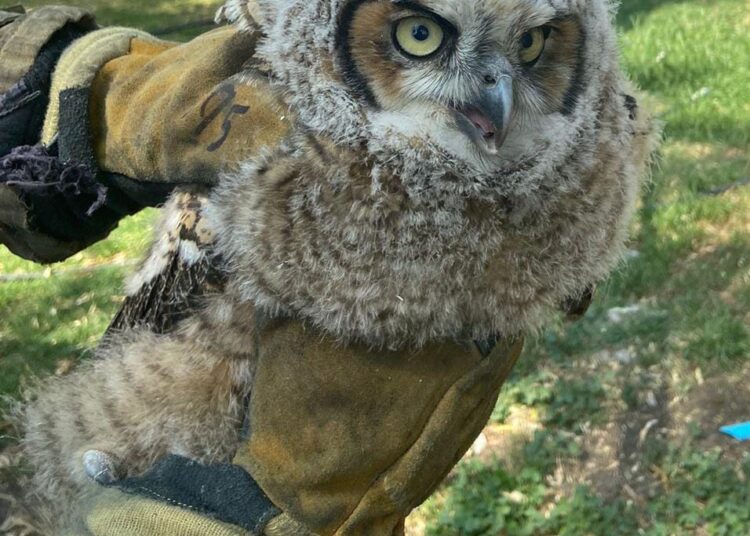 Rescatan cría de Búho Americano en Tepeji del Río