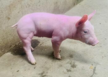 Trasplantan con éxito un riñón de cerdo a un hombre