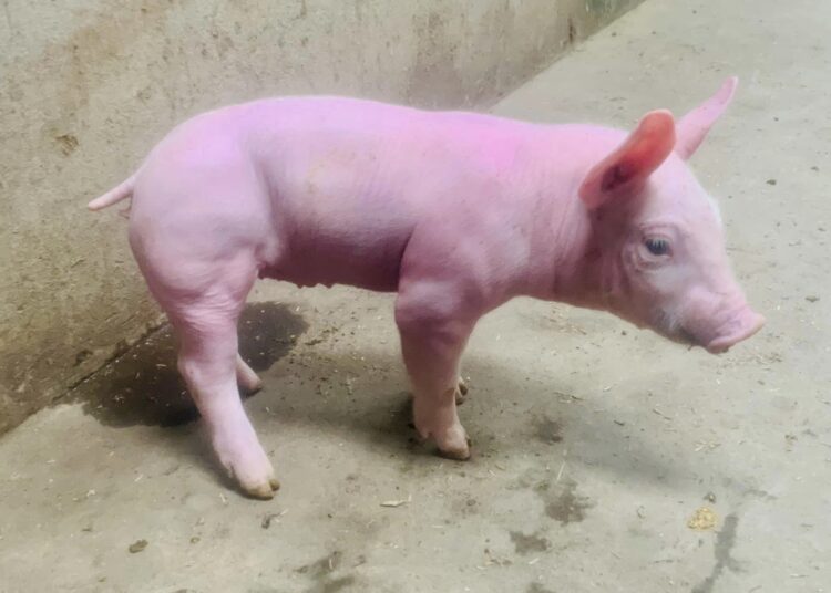 Trasplantan con éxito un riñón de cerdo a un hombre