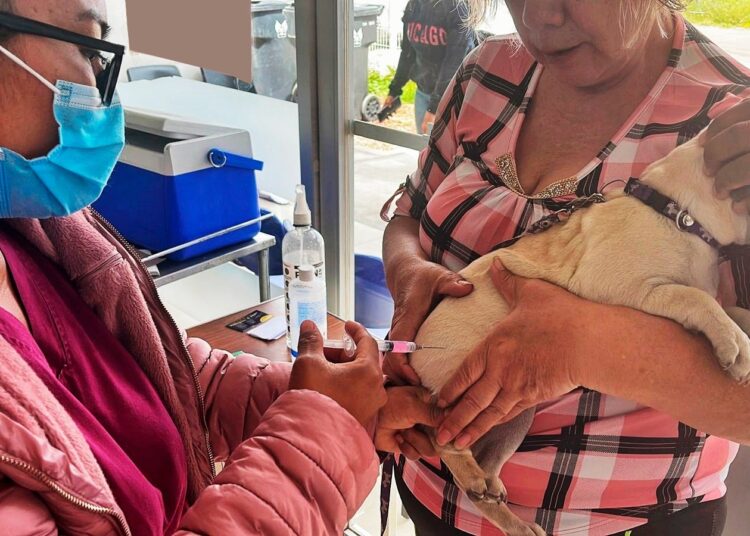 Jornada de vacunación antirrábica canina y felina en Hidalgo
