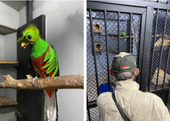 Trasladan a Chiapas quetzal hallado en CDMX