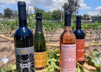 Viñedo Tierra y Almas: Un oasis de gastronomía, cultura y vino en Tecozautla