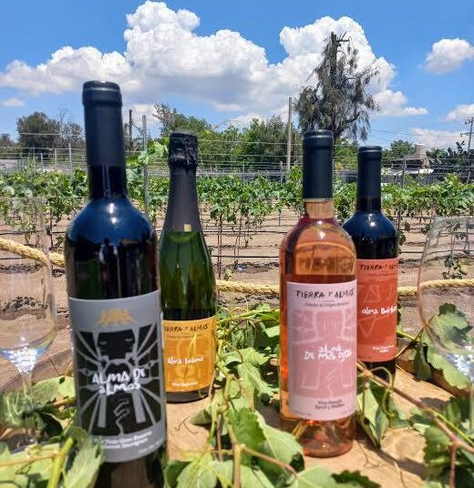 Viñedo Tierra y Almas: Un oasis de gastronomía, cultura y vino en Tecozautla