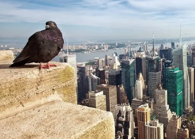 Detectan gripe aviar en aves de parques de Nueva York
