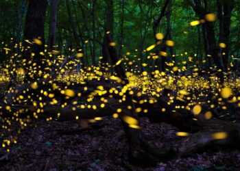 Huasca ofrece un paseo entre luciérnagas en Centro Ecoturístico El Lago