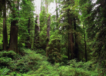 Restaurar los suelos, detener la desertificación y fortalecer la resiliencia a la sequía, ejes del Día Mundial del Medio Ambiente
