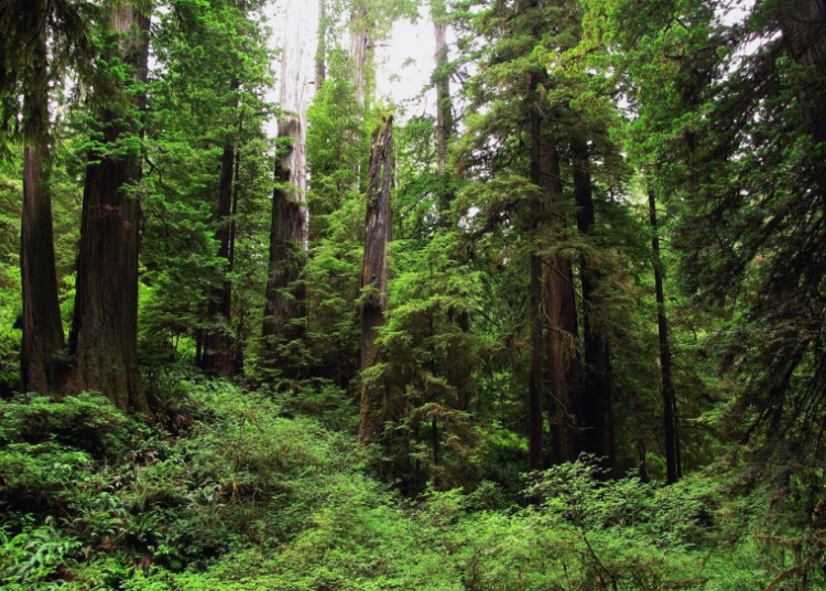 Restaurar los suelos, detener la desertificación y fortalecer la resiliencia a la sequía, ejes del Día Mundial del Medio Ambiente