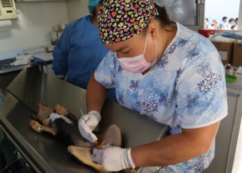 Se realizará en Hidalgo el “Taller Nacional de Esterilización Quirúrgica de Perros y Gatos 2024”