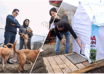 Lalo Medécigo y equipo, construyeron refugios para lomitos en situación de calle en Mineral de la Reforma
