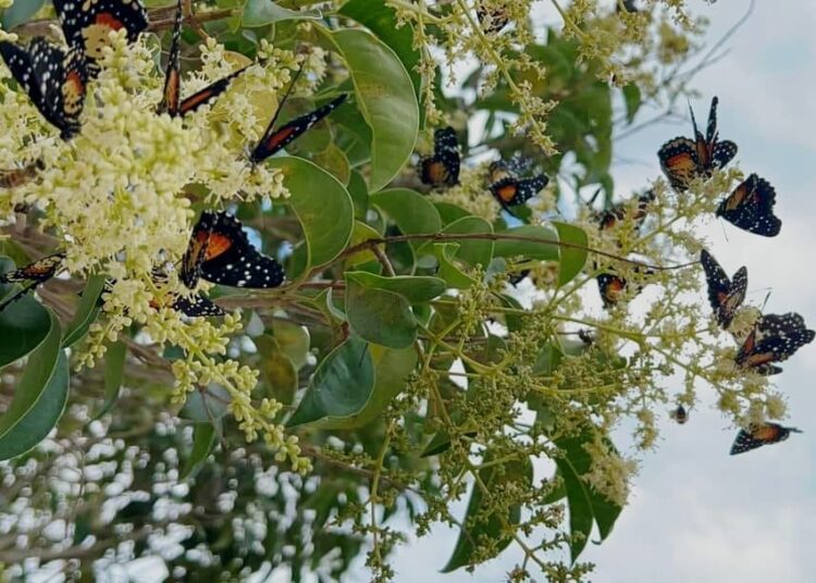 Avistamiento de mariposas en Hidalgo debido a temperaturas atípicas