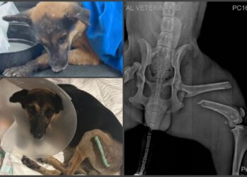 Video | Veterinarios y rescatistas luchan por la vida de Milo, víctima de atropellamiento