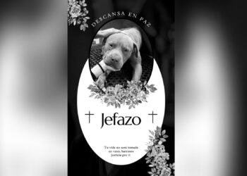 Lesionan gravemente a ‘Jefazo’: Comunidad exige justicia por el perrito callejero que perdió la vida