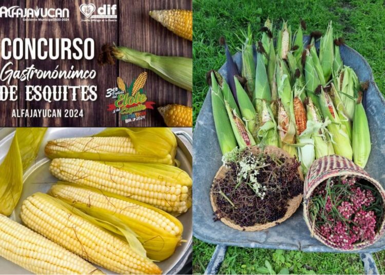 Alfajayucán se prepara para su Tercer Festival del Elote y los Esquites