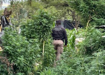 Marihuana al descubierto: FGR asegura plantación en Atitalaquia