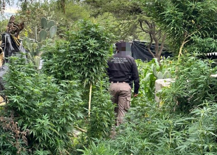 Marihuana al descubierto: FGR asegura plantación en Atitalaquia