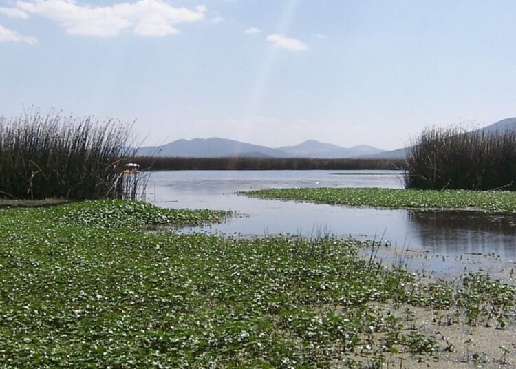 Renace Tecocomulco: Un encuentro por la vida de la laguna