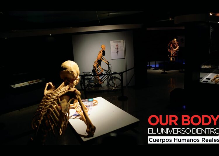¡Our Body llega a Pachuca! No te pierdas esta increíble experiencia