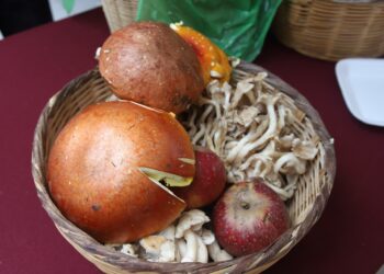 Novena edición del Festival del Hongo y la Manzana: Tres días de cultura y tradición