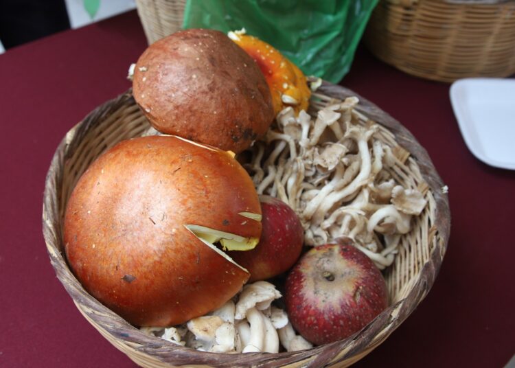 Novena edición del Festival del Hongo y la Manzana: Tres días de cultura y tradición