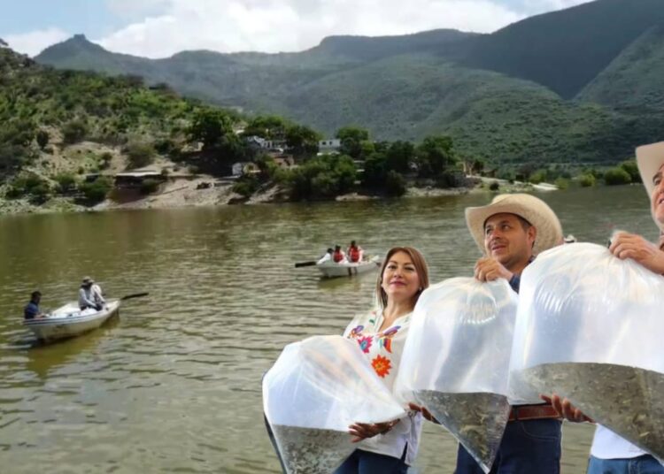 Saderh repobla Laguna de Metztitlán con 600 mil alevines tras severa sequía