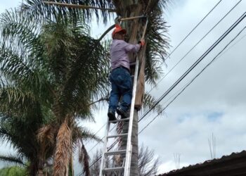 Semarnath impulsa la conservación de especies forestales en Hidalgo