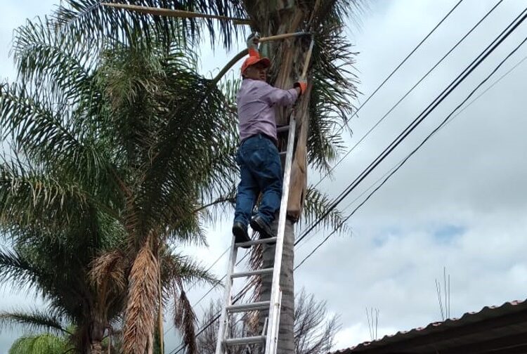 Semarnath impulsa la conservación de especies forestales en Hidalgo